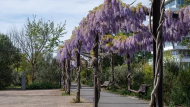 Parc des berges de Bordeaux, pleins de glycines au printemps (2).